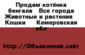 Продам котёнка бенгала - Все города Животные и растения » Кошки   . Кемеровская обл.